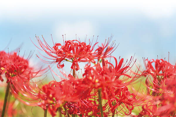 ピアノで綴る抒情名曲集 CD全10巻 ｜【公式】ユーキャンの通販ショップ