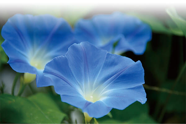 ピアノで綴る抒情名曲集 CD全10巻 ｜【公式】ユーキャンの通販ショップ