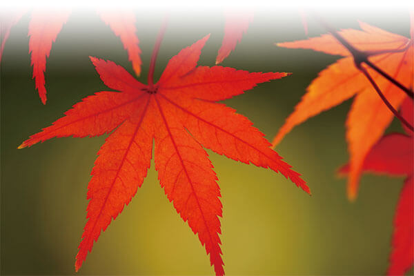 ピアノで綴る抒情名曲集 CD全10巻 ｜【公式】ユーキャンの通販ショップ