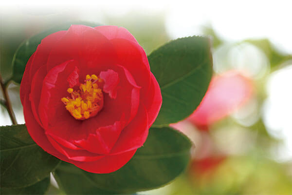 最終値下げ！　ユーキャン　ピアノで綴る抒情名曲集10枚組CD 新品未開封品 ピアノで綴る抒情名曲集 CD全10巻 ｜【公式】ユーキャンの通販ショップ