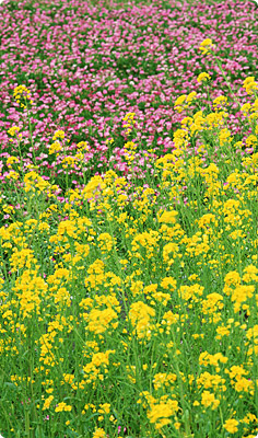 第9巻 めぐりあいの不思議（スタジオ収録）