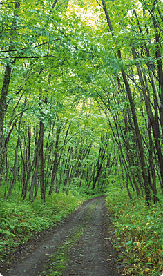 第11巻 美しく老いるために（講演録）