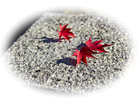 「梅原猛 わが人生を語る CD全12巻」特長