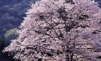 春･夏･秋･冬…日本の四季を13時間でつづる壮大なドラマ