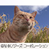 世界ネコ歩き DVDセット「日本」