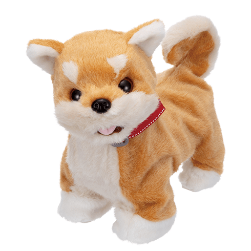 部屋ともワンちゃん柴犬