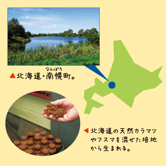 メモカムイ（３個セット）