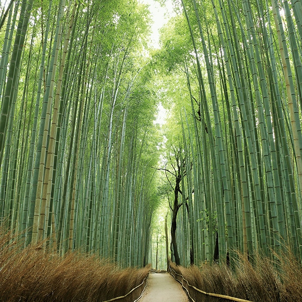 京都探訪 DVD全10巻