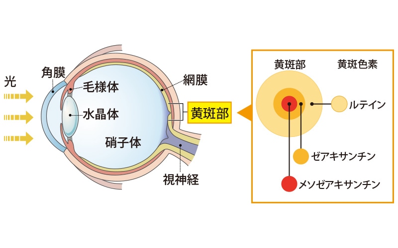 クリアな見え方を維持するために必要な3つの黄斑色素