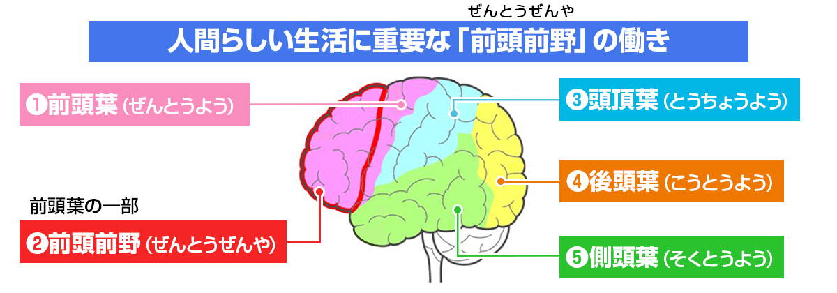人間らしい生活に重要な「前頭前野」の働き