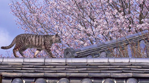 岩合光昭の世界ネコ歩き DVDセット「日本」