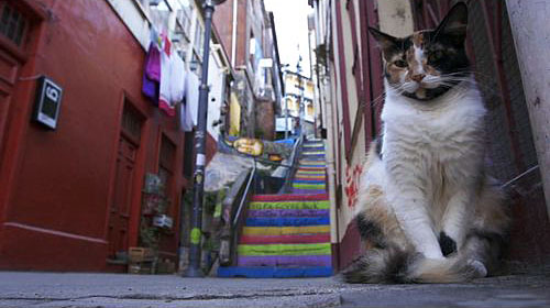 岩合光昭の世界ネコ歩き DVDセット「アジア・中南米」