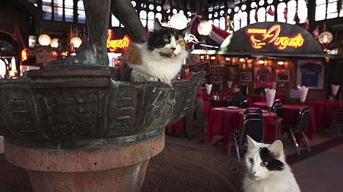 岩合光昭の世界ネコ歩き DVDセット「アジア・中南米」
