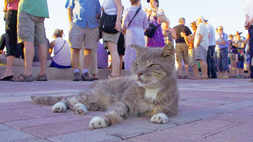 岩合光昭の世界ネコ歩き DVDセット「南国リゾート」