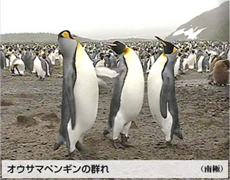オウサマペンギンの群れ