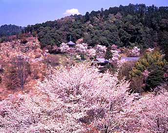 吉野の桜と如意輪寺